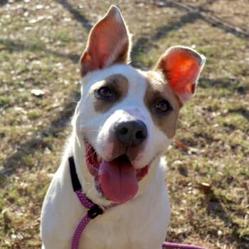 Rescue Pit Bull Terrier and Mixed Breed Dogs for Adoption in Springfield, Illinois - Kane | PetCurious