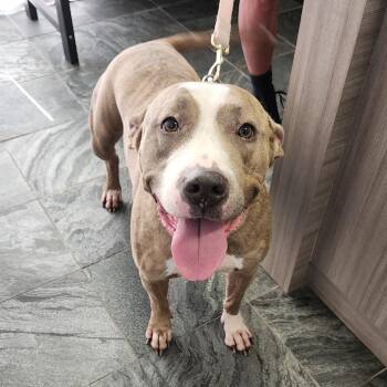 Juicey -  Terrier Dog for Adoption in Clearwater, Florida - Juicey | PetCurious