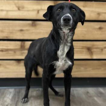 Rescue Border Collie Dogs for Adoption in Wadena, Minnesota - Flo | PetCurious