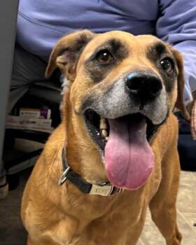 Mixed Breed Dogs Available for Adoption - Marley - At The Shelter | PetCurious