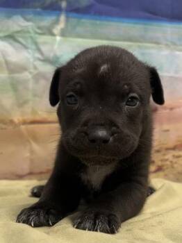 Felix -  Terrier and Mixed Breed Dog for Adoption in San Antonio, Texas - Felix | PetCurious