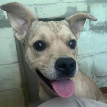 Cinnamon -  Mixed Breed Dog for Adoption in Valley, Alabama - Cinnamon | PetCurious