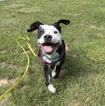 Domino -  Pit Bull Terrier Dog for Adoption in Candler, North Carolina - Domino | PetCurious