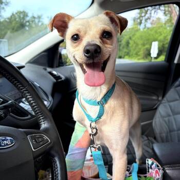 Alex -  Chihuahua and Mixed Breed Dog for Adoption in Medford Lakes, New Jersey - Alex | PetCurious