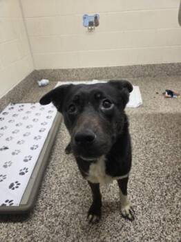 Siberian Husky and Mixed Breed Dogs Available for Adoption in Westland, Michigan - River | PetCurious