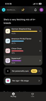 Shepherd Dogs Available for Adoption in Germantown, Ohio - Dorothy Lane Market | PetCurious