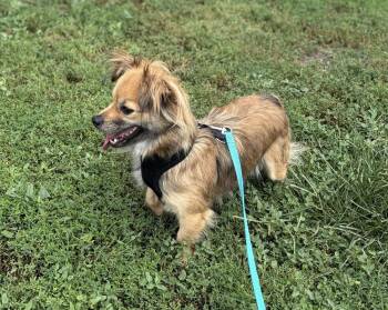 Cooper (BH) -  Chihuahua and Dachshund Dog for Adoption in Fremont, Nebraska - Cooper (BH) | PetCurious