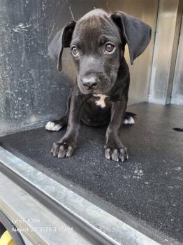 THELMA -  Labrador Retriever Dog for Adoption in San Antonio, Texas - THELMA | PetCurious