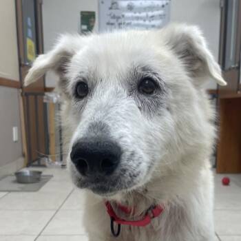 Golden Retriever Dogs Available for Adoption - Willow | PetCurious