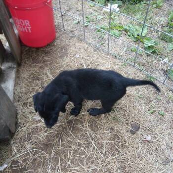 Dingo -  Mixed Breed Dog Available for Adoption in West Plains, Missouri - Dingo | PetCurious