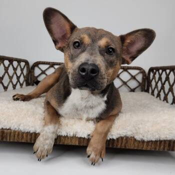 Pit Bull Terrier Dogs Available for Adoption in Fort Wayne, Indiana - Miss Piggy | PetCurious