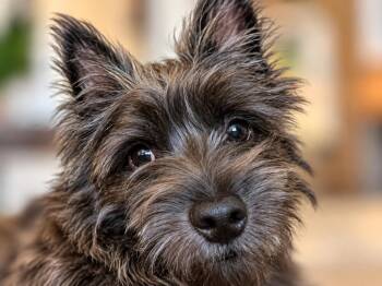 Charlie -  Cairn Terrier Dog for Adoption in Irving, Texas - Charlie | PetCurious