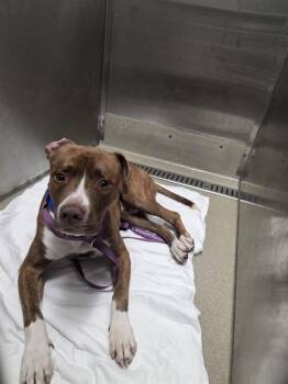 SHY GUY -  American Staffordshire Terrier Dog for Adoption in Fort Lauderdale, Florida - SHY GUY | PetCurious