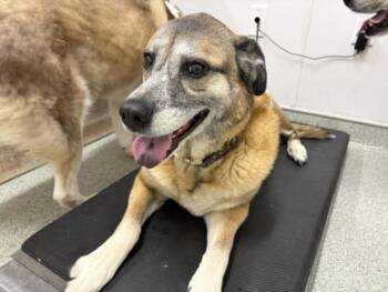 ARYA -  German Shepherd Dog and Mixed Breed Dog for Adoption in Loveland, Colorado - ARYA | PetCurious
