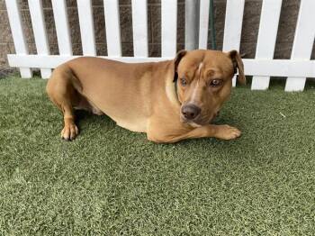 Pit Bull Terrier and Mixed Breed Dogs Available for Adoption - DUDE | PetCurious