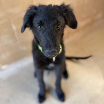 Dex -  Shepherd Dog for Adoption in Bulverde, Texas - Dex | PetCurious