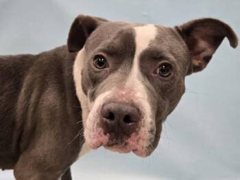 Capone -  Pit Bull Terrier and Mixed Breed Dog for Adoption in Minneapolis, Minnesota - Capone | PetCurious