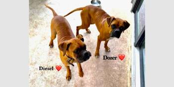 Dozer V -  Boxer Dog for Adoption in Hewitt, Texas - Dozer V | PetCurious