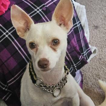 Louie -  Rat Terrier Dog for Adoption in Belle Isle, Florida - Louie | PetCurious