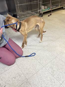 Terrier Dogs Available for Adoption in Lewistown, Pennsylvania - Izzy | PetCurious