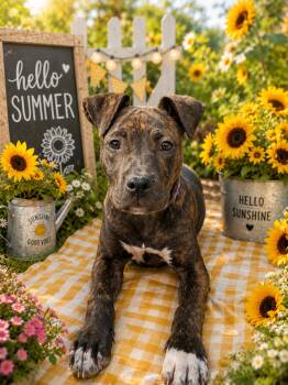 Staffordshire Bull Terrier and Mastiff Dogs Available for Adoption in Midway, Utah - Ezra | PetCurious