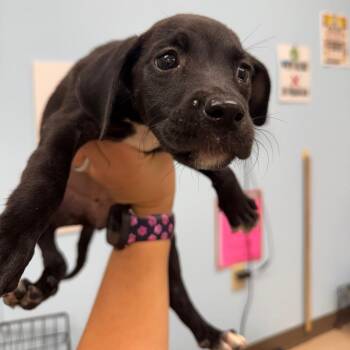 Cilantro -  Mixed Breed Dog for Adoption in Pine Bluff, Arkansas - Cilantro | PetCurious