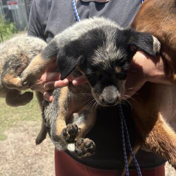 Kobe -  Mixed Breed Dog for Adoption in Austin, Texas - Kobe | PetCurious
