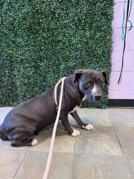 61258992 -  Pit Bull Terrier and Mixed Breed Dog for Adoption in El Paso, Texas - 61258992 | PetCurious