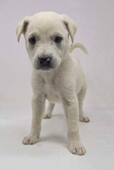 Labrador Retriever Dogs Available for Adoption in Brewster, New York - Yankee (Y Litter) | PetCurious
