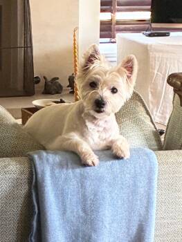 Rescue West Highland White Terrier Westie Dogs for Adoption in Plano, Texas - Molly | PetCurious