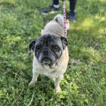 Pug Dogs Available for Adoption in Maynardville, Tennessee - Chip | PetCurious