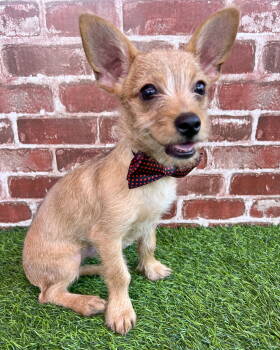 Rescue Chihuahua Dogs for Adoption in Corona, California - Beanie Baby (Beans) | PetCurious