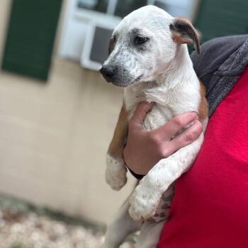Rough Collie and Mixed Breed Dogs Available for Adoption in New York, New York - Waffles | PetCurious