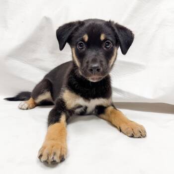 Catahoula Leopard Dog Dogs Available for Adoption in Parker, Colorado - 501 (2026) Harry | PetCurious