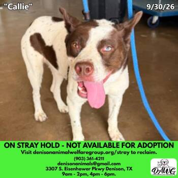 Callie -  Mixed Breed Dog for Adoption in Denison, Texas - Callie | PetCurious
