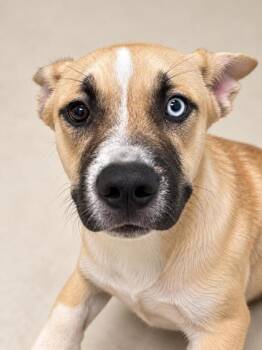 Akuma -  Mixed Breed Dog for Adoption in Gulfport, Mississippi - Akuma | PetCurious