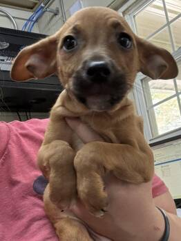 Bert -  Beagle and Dachshund Dog for Adoption in Swainsboro, Georgia - Bert | PetCurious