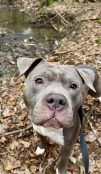 Pit Bull Terrier Dogs Available for Adoption - ONION | PetCurious