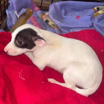 Pebbles -  Rat Terrier and Terrier Dog for Adoption in Toronto, Ontario - Pebbles | PetCurious