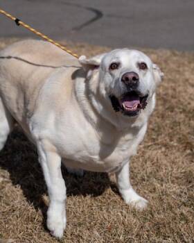 Cisco -  Labrador Retriever and Mixed Breed Dog for Adoption in Pequot Lakes, Minnesota - Cisco | PetCurious