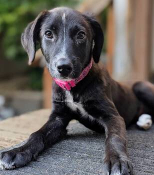 Calypso -  Black Labrador Retriever and German Shepherd Dog Dog for Adoption in Austin, Texas - Calypso | PetCurious