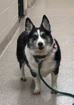 Marge -  Cardigan Welsh Corgi and Mixed Breed Dog for Adoption in Fishers, Indiana - Marge | PetCurious