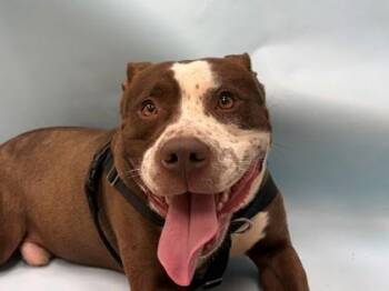 Bruce -  Pit Bull Terrier and Mixed Breed Dog for Adoption in Minneapolis, Minnesota - Bruce | PetCurious