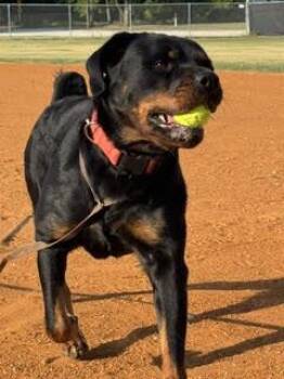 Daisy Duke -  Rottweiler Dog for Adoption in Deering, New Hampshire - Daisy Duke | PetCurious