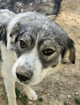 Great Pyrenees and Husky Dogs Available for Adoption in Andover, Massachusetts - Sweet Girl | PetCurious