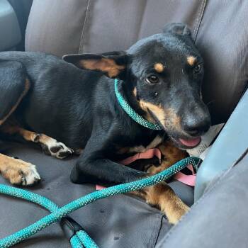 Tawni -  Mixed Breed Dog for Adoption in Pauls Valley, Oklahoma - Tawni | PetCurious