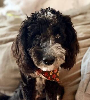 Biscotti -  Aussiedoodle Dog for Adoption in Garland, Texas - Biscotti | PetCurious