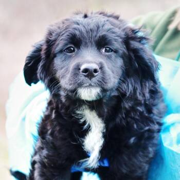 Border Collie and Mixed Breed Dogs Available for Adoption in Stormville, New York - CT Curly | PetCurious