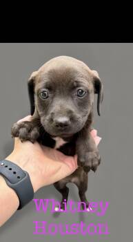 Rescue Pit Bull Terrier Dogs for Adoption in Seaside Heights, New Jersey - Whitney Houston | PetCurious