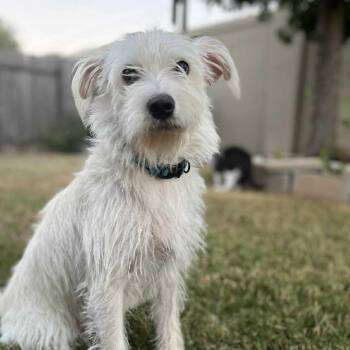 Rescue Wirehaired Terrier and Terrier Dogs for Adoption in Warren, Rhode Island - Sparky | PetCurious